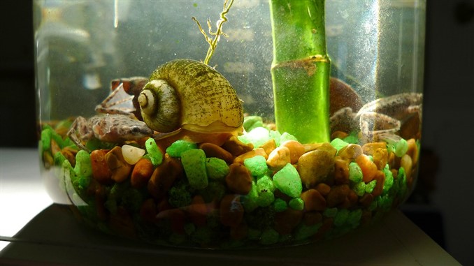 snail in the tank