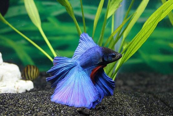 betta at the bottom of tank