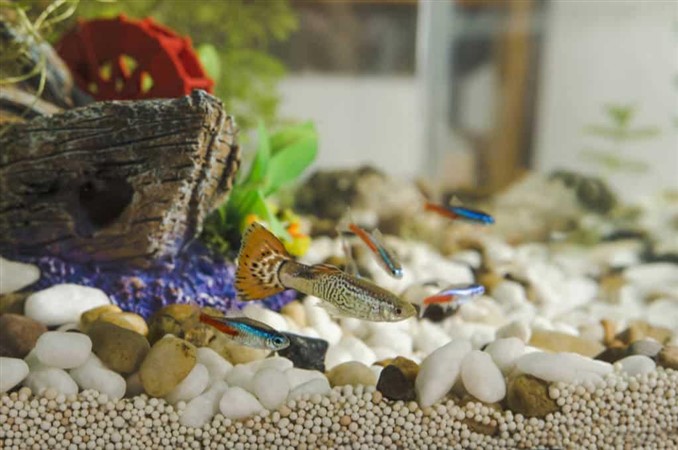 Will tetras eat guppy fry?