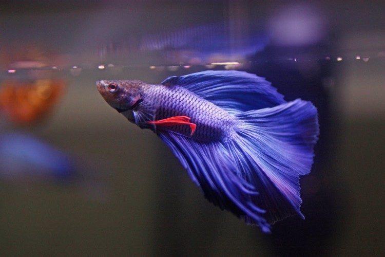 betta is ready to jump