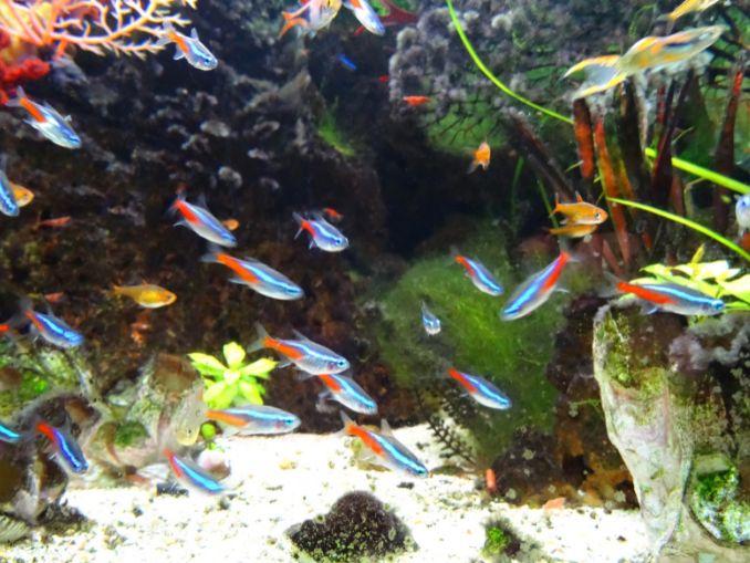 Guppies Live With Tetras