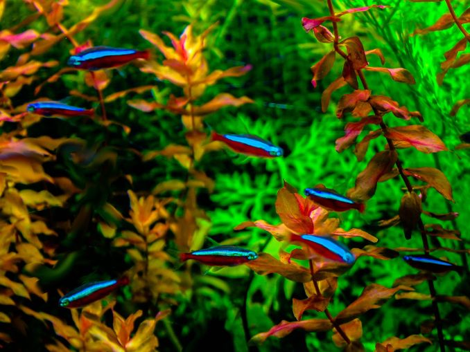 Important Notes About Tetras