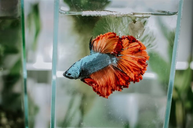 betta at top of the tank