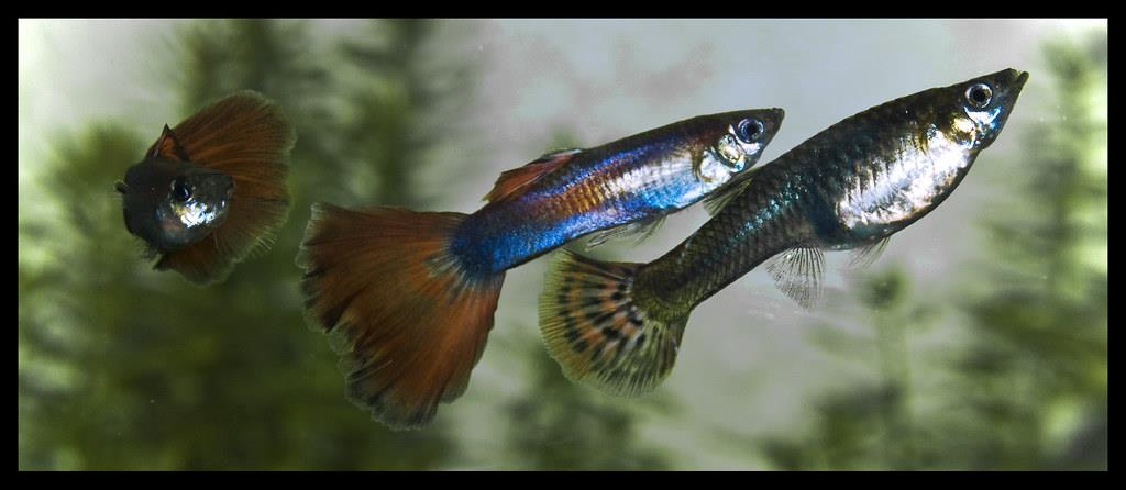 What Is The Best Guppy Male To Female Ratio?