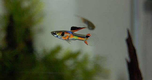 How Does Imbalanced Guppy Population Affect The Fish?