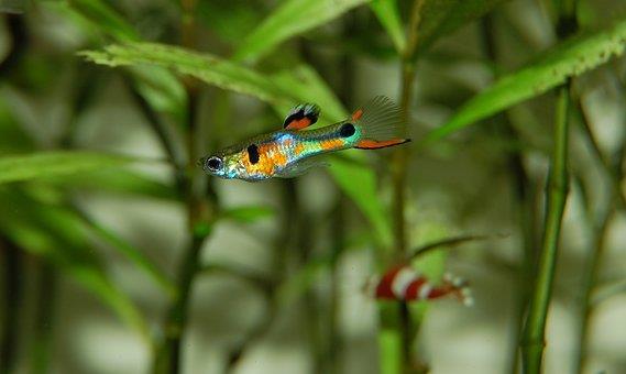 How To Tell A Male Guppy From A Female?