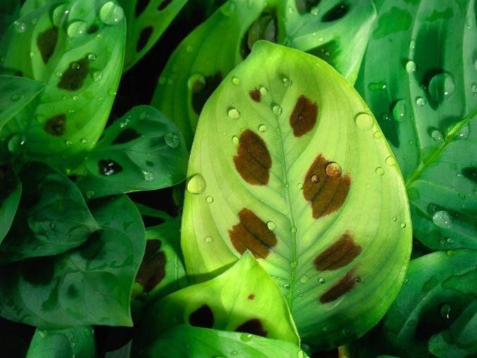 Brown Spots On Aquarium Plants A Complete Guide To Treating Them