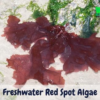 Red Spot Algae: Common Causes & 9 Solutions