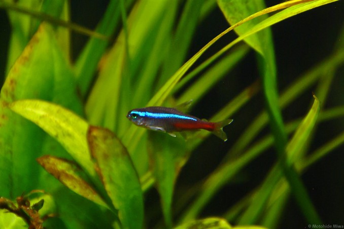 Picture of Ich On Neon Tetra: Symptoms, Causes & Treatments