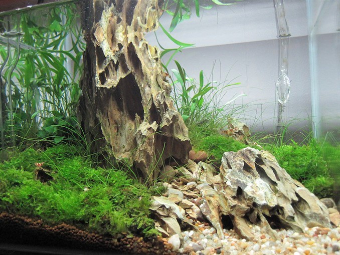 Aquarium Driftwood Problems And How To Solve