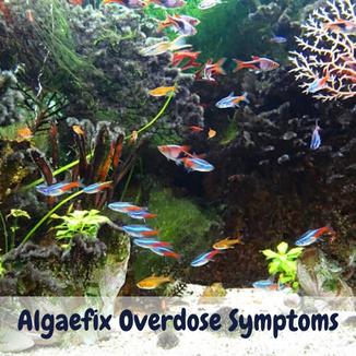 What Are Algaefix Overdose Symptoms? The Correct Answer Is Here! Algaefix overdose symptoms