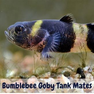 Bumblebee Goby Tank Mates: Everything You Need To Know