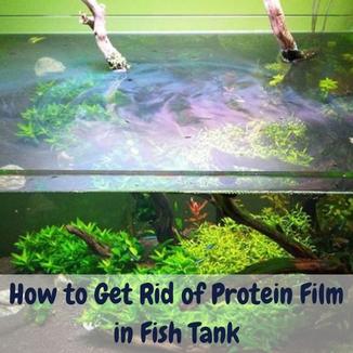 Pro Tips On How to Get Rid of Protein Film in Fish Tank How to get rid of Protein film in fish tank