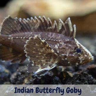 Indian Butterfly Goby Overview: All Things You Need To Know Indian butterfly goby