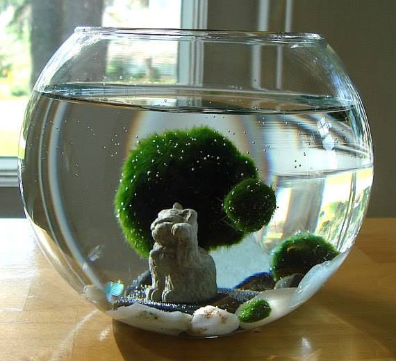 Alge Plus Rocks How To Grow Algae On Rocks – 2 Common Ways That Work