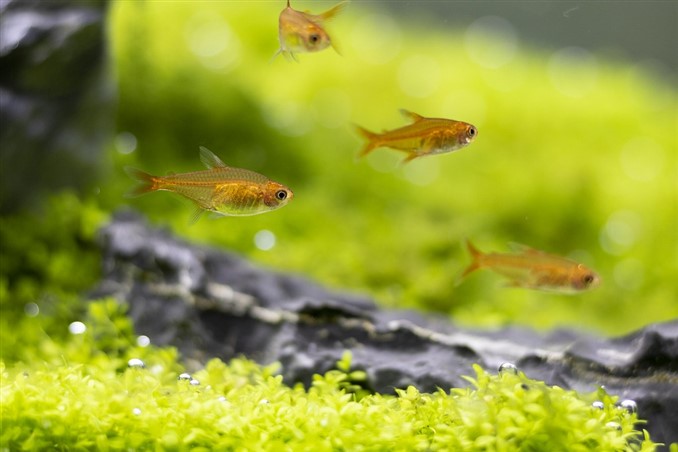 Can Guppy Babies Get Stuck?