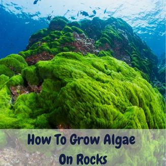 How To Grow Algae On Rocks – 2 Common Ways That Work how to grow algae on rocks