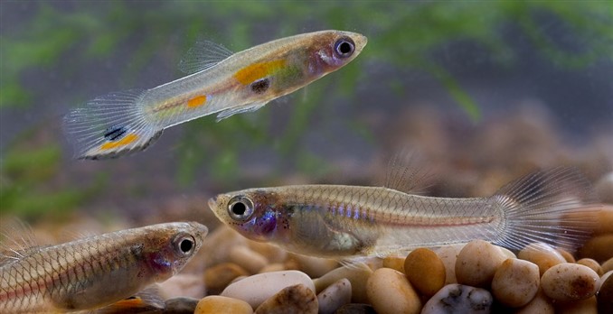 How Long Do Female Guppy Pregnancies Last?