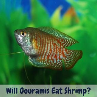 Will Gouramis Eat Shrimp? – Must-Know Knowledge For Aquarists will gouramis eat shrimp