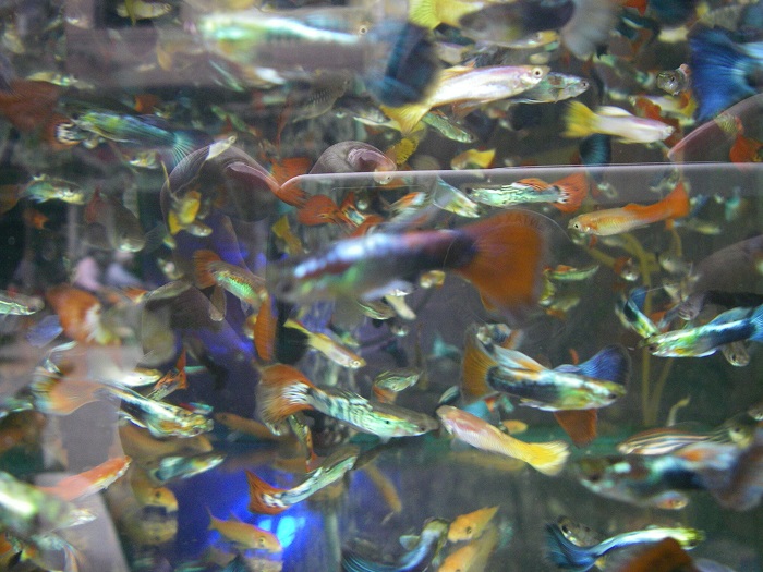 Overcrowding