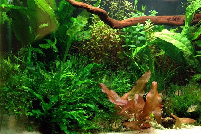 Visual Reference: Iron Deficiency Aquarium Plants Symptoms Causes Solutions