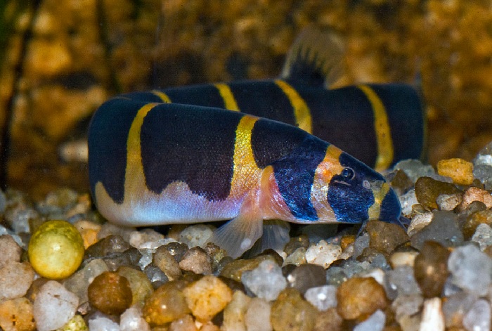 Algae is a common food for Loaches