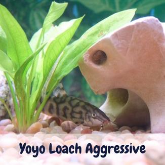 Yoyo Loach Aggressive Behavior & Ideal Tankmates For This Species Yoyo Loach Aggressive