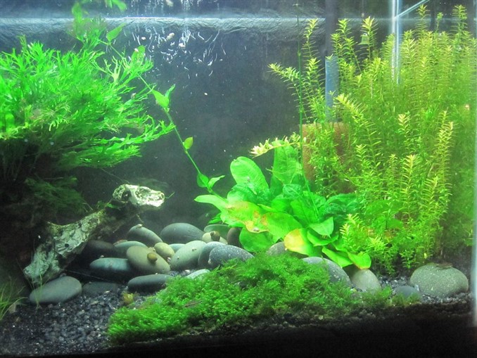 Planted Tank Temperature A Complete Guide