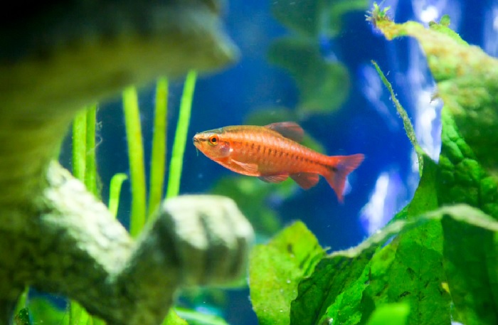 At What Temperature Do Cherry Barbs And Bettas Live?