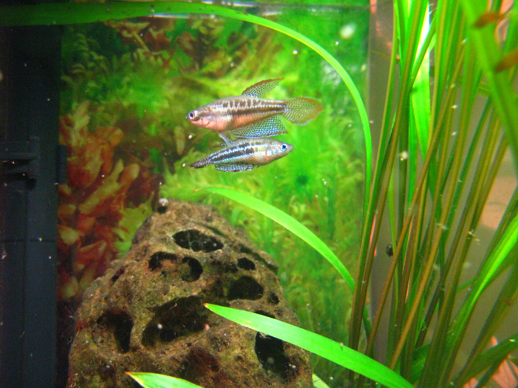 Croaking Gourami tankmates