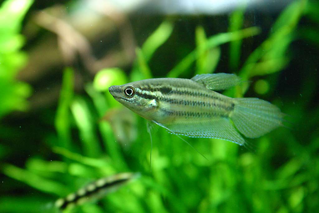 Croaking Gourami