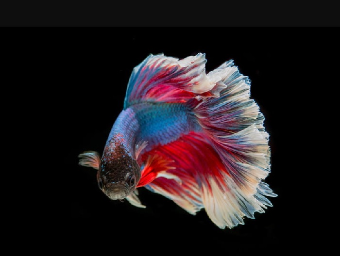 How Long Can A Betta Fish Go Without Water Change?
