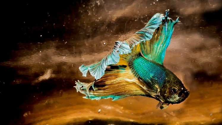 How Long Can A Betta Fish Go Without Water Change?