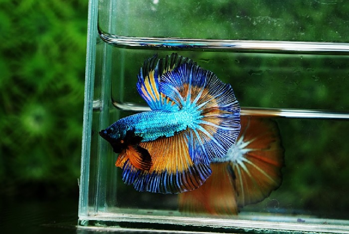 How Long Can A Betta Fish Go Without Water Change?
