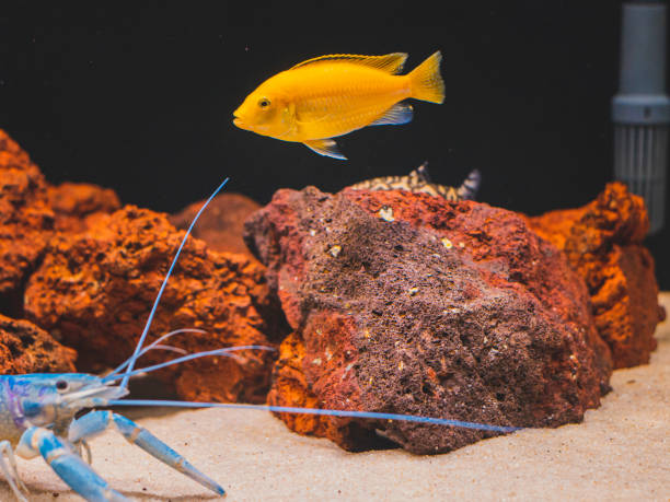 cichlid fish and blue lobster