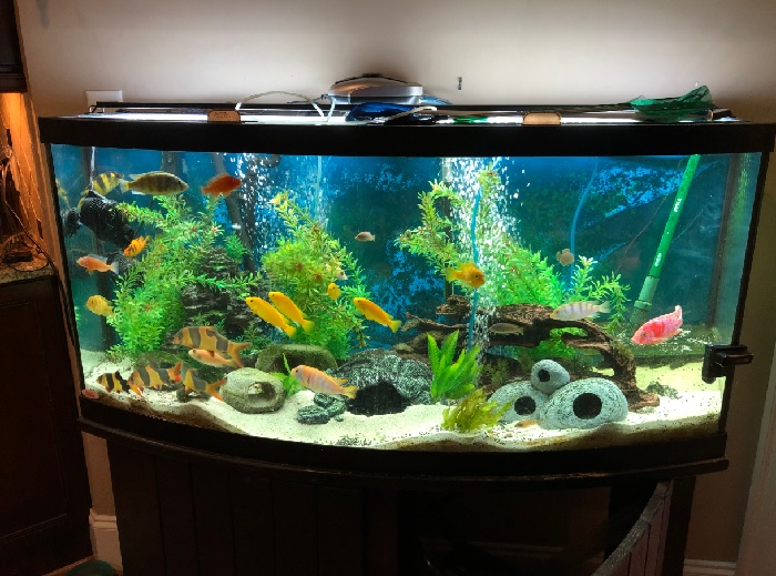 beautiful aquarium