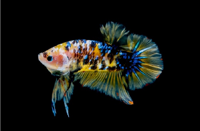 Refill The New Water