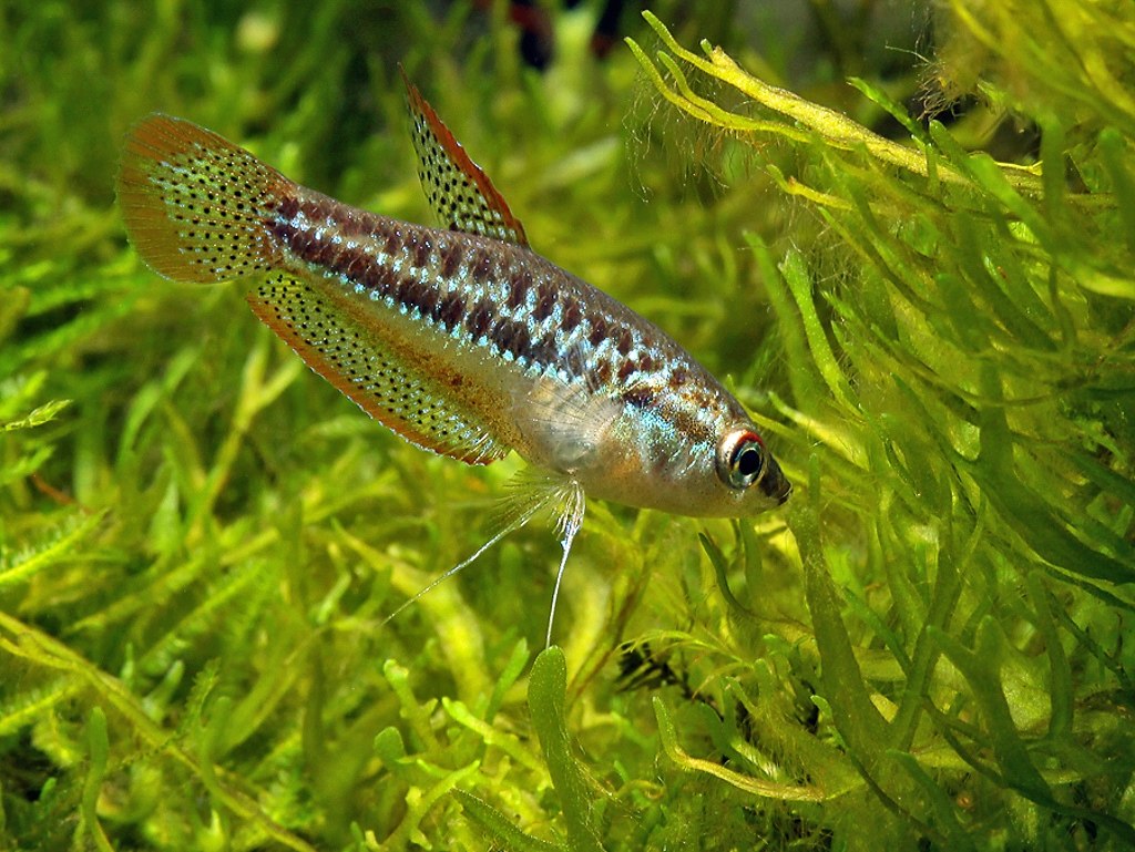 Sparkling Gourami