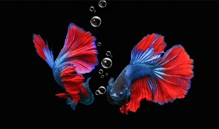What Should You Do When A Betta Chases A Cherry Barb? 