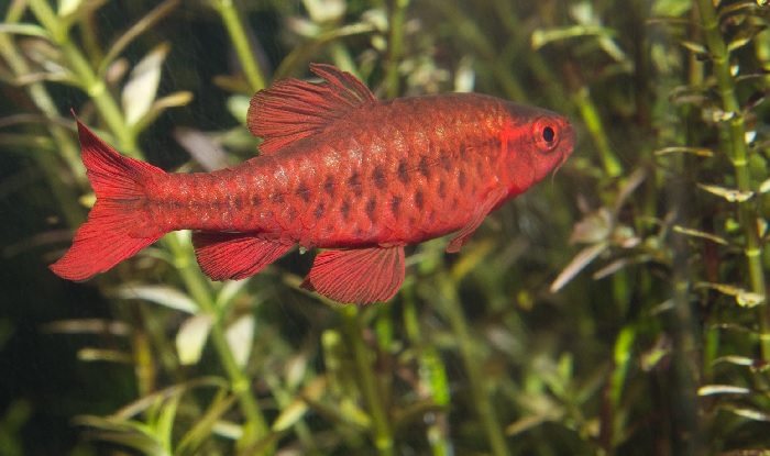 What Size Aquarium For Bettas With Cherry Barbs?​