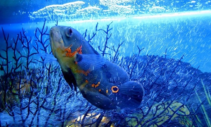 Fish in Aquarium