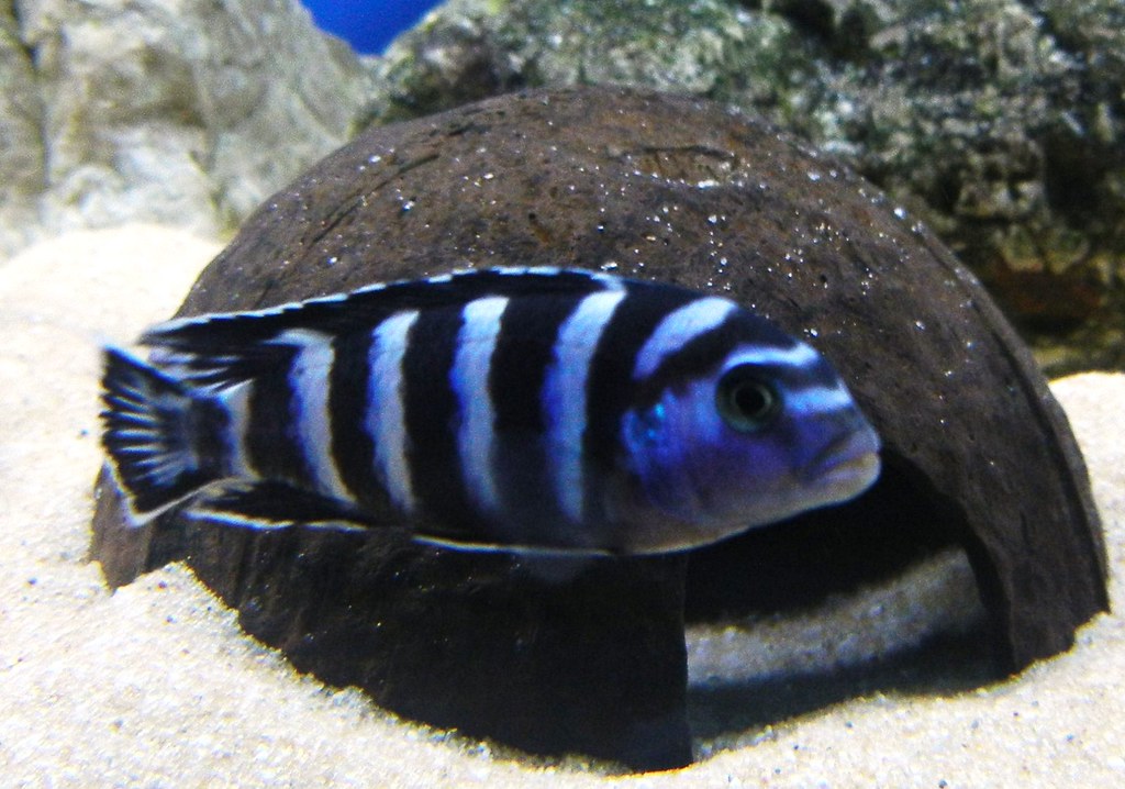 Appearance 