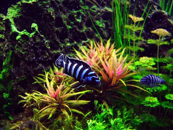 Tank size & setup
