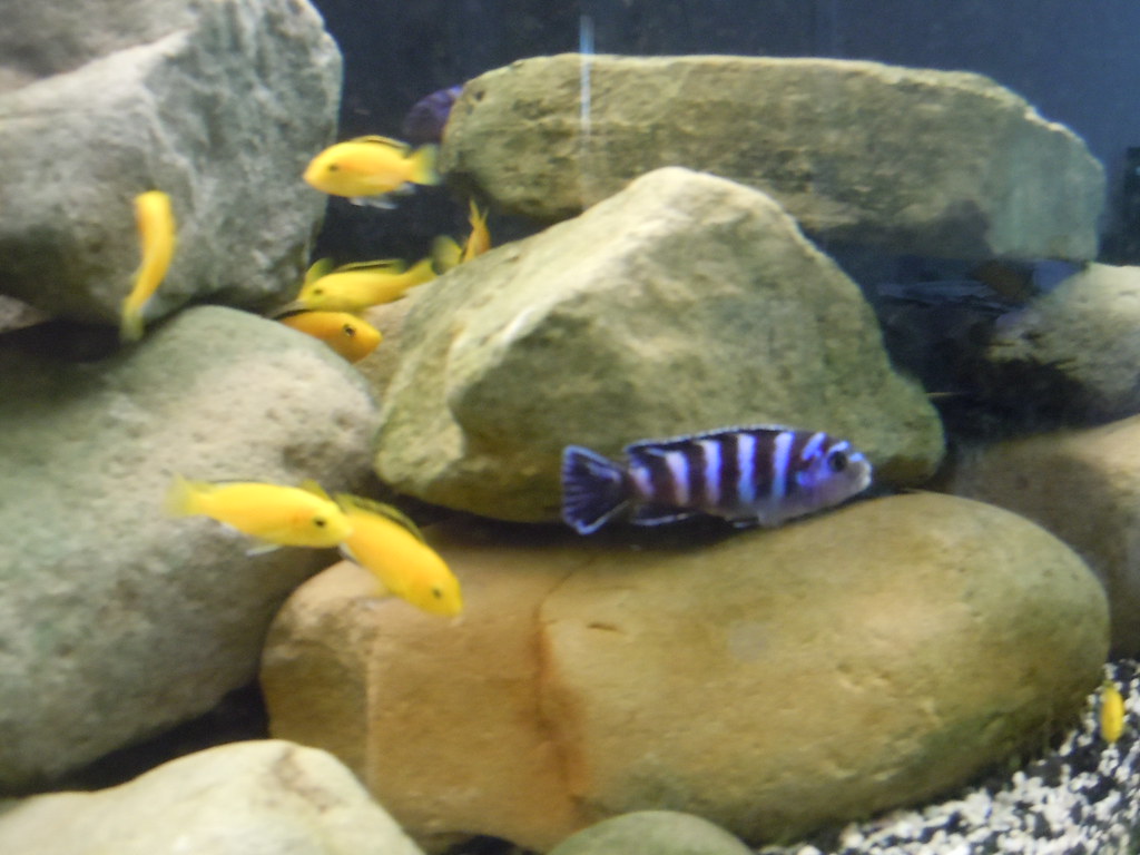 Ideal tank mates