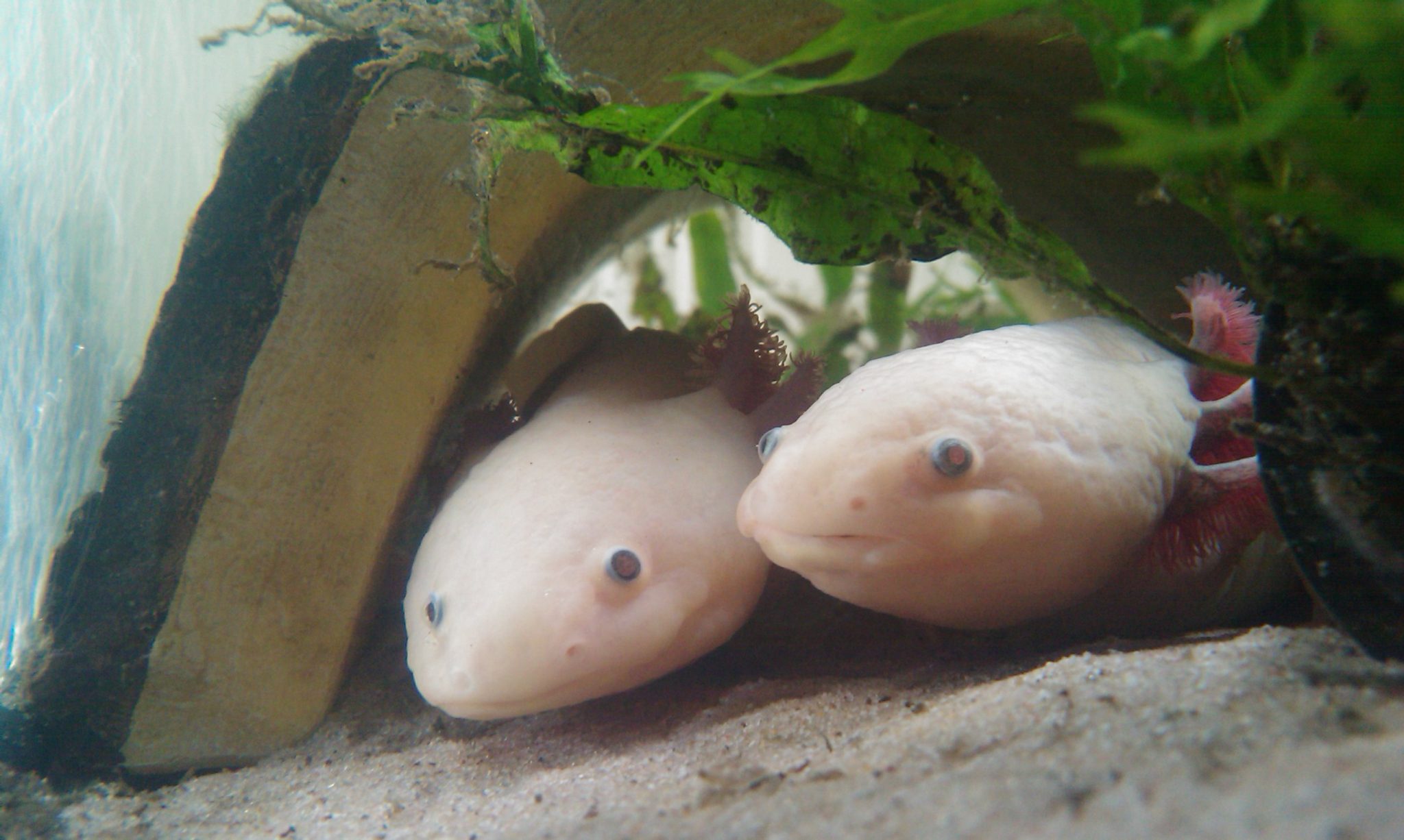 What Do Axolotl Eat In The Wild And In Captivity?